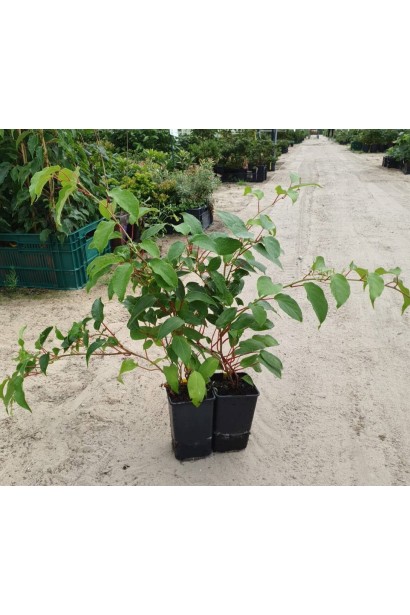 Актинідія аргута Вейк контейнер